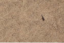 Photo Textures of Sand